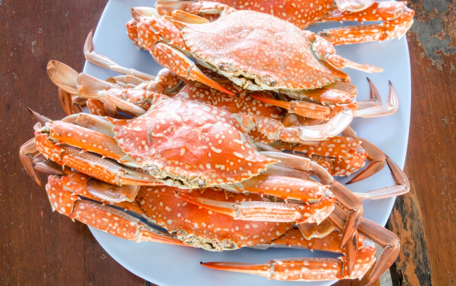 hải sản đảo bình hưng (15)